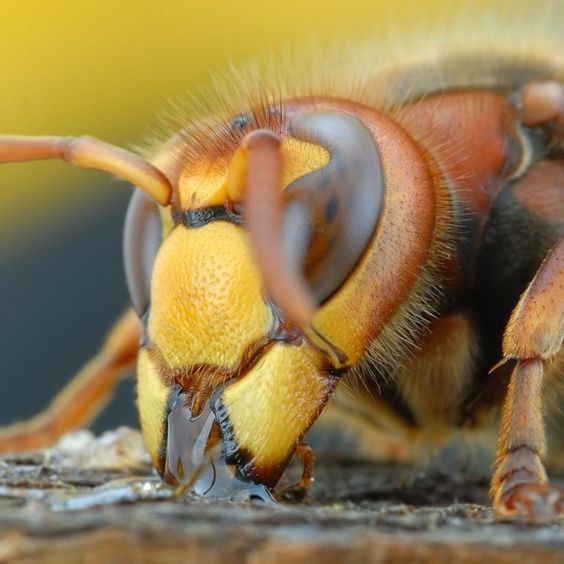 Destruction des Nids de Frelons Asiatiques et Européens à Saint-Étienne-de-Serre