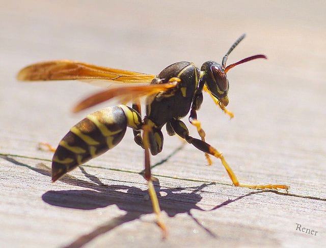 Faut-il enlever un nid de guêpes ou de frelons asiatiques à Loriol-sur-Drôme (26270) ?